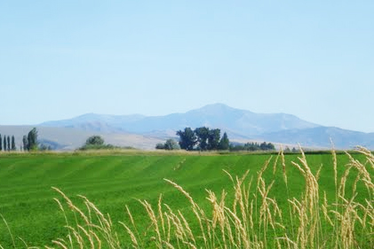Green farmland and distant mountains near Firth, Idaho