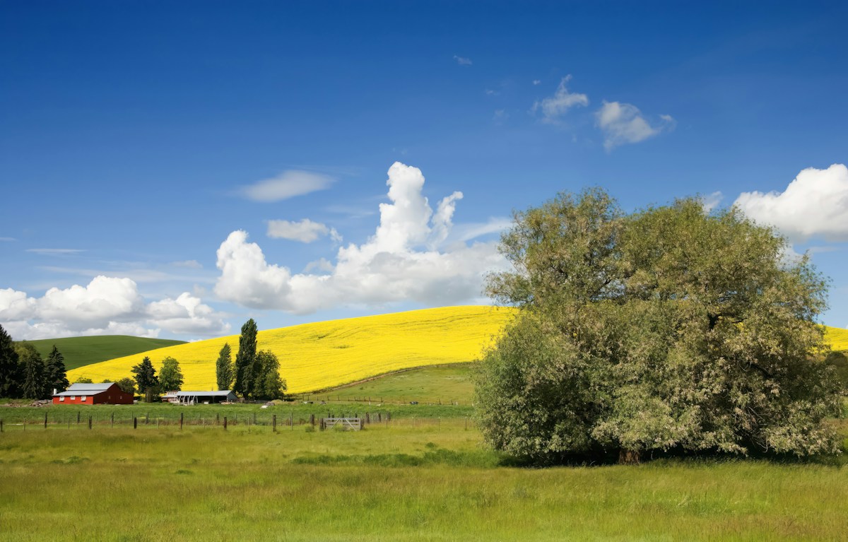 Rural Idaho fields with a red barn and yellow flowering crops