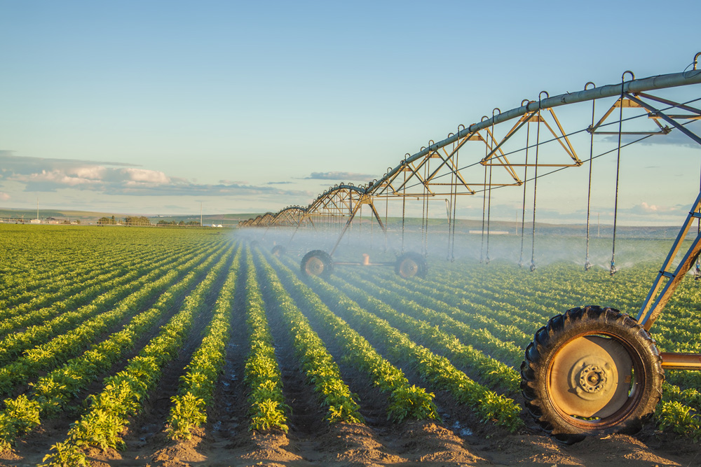 An irrigation system watering rows of crops